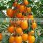 Hybrid high yield orange red Tomato seeds for cultivation-Huang He 800