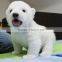 furry animated life like furry animated polar bears