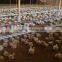 equipment for poultry raising prefab broiler chicken houses