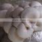 mushroom bagging oyster mushroom spawn sack filling machine +8618637188608
