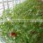 Greenhouse vegetables