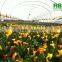 Agricultural High Tunnel Plastic Film Greenhouse