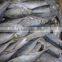 frozen horse mackerel
