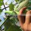 tape binder tape tool no scrap,hand tying machine,wire galvanized, Wireless Vineyard, Vineyard