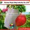 TPBI Taiwan Paper Fruit Protection Paper Bag for Mango Tree