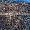 Sinocharm Mushrooms Mu Er Mushroom Black Mushroom Frozen Black Fungus Strips IQF