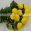 Excellent quality new arrival chrysanthemum king