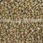 Pearl Millet