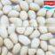 blanched peanut 41/51 51/61