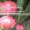 100% Natural Fresh Dragon Fruit from Vietnam-Ms Ha 84974258938
