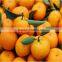 Baby Mandrain Exporter