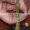 2015 Omega Grafting Tool/grafting Knife With Three Blades