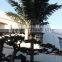 GNW APM014 imitative artificial plastic leaves palm tree for outdoor landscape decoration