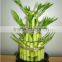 Lucky bamboo ( Dracaena Sanderiana) 3 layers