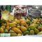Professional manufacturer of Mango Peeling Machine, Mango Peeler, Mango Processer, Mango processing