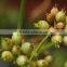 Highest Quality Organic Coriander Seeds Export