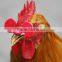 High quality chicken glasses