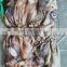 frozen squid head frozen indian ocean squid head