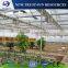 The high quality multi-span PC sheet tomato greenhouse