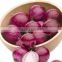 Red Wholesale Onion