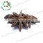 Hot selling star aniseed star anise} with CE certificate