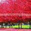 Acer rubrum /Chinese Maple /Acerpalmatum/Japanese Maple tree seeds for planting