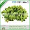 Fashion hotsell freeze-dried organic broccoli