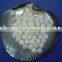 White mississippi river shell pearl nucleus for pearl farming