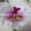 Vivid Orchid for decoration artificial Orchid decorating Orchid flower