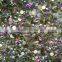 Austrian nail crystal flat back,flat back rhinestones