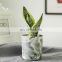 Succulent small potted plants in marble ceramic pots