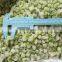 Sinocharm BRC A approved 2-3CM IQF Celery Cut Frozen Celery