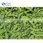New Crop Organic IQF Soybeans Frozen Edamame in Pods Salted Soybeans