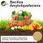 Bacillus Amyloliquefaciens