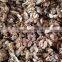 Supply with Chinese Walnut Kernels Light Amber Halves For Sales