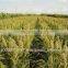 Snow white sorghum