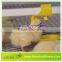 Leon Water Evenly Poultry Drinking System