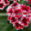 High Quality Gloxinia Seeds For Planting