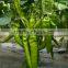 JP05 Smooth green skin planting seeds for green pepper seeds, hot pepper seeds