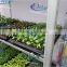 418 grow seedlings trolley