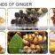 automatic garlic ginger grinding machine ginger powder production line