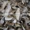 Dried porcini mushrooms from yunnan