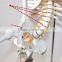 Medical standard human skeleton model skeleton teaching model 85CM skeleton can be bent
