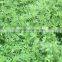 top yield alfalfa grass seeds for animal on sale