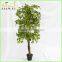 making indoor artificial green ginkgo trees real wood trunk for sale