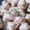 Non-polluting base planting natural garlic white garlic from China