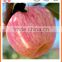 Fruit best choice fresh new sweet red fuji apple in Grade A/B/C from yantai in good quality