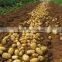 Chinese Fresh holland potato hot for sale