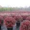 red flower Loropetalum chinense for ornamental outdoor landscaping beautiful bonsai plants
