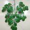 CHY070916 High initation oak tree leave outdoor